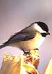 Chickadee