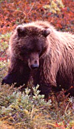 Brown Bear