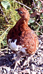 Ptarmigan