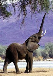 Elephant