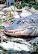 Alligator