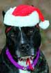 Christmas Puppy
