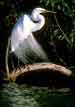 Snowy Egret