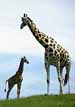 Giraffes