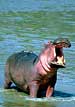 Hippopotamus