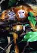Monkeys
