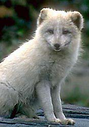 Wolf Cub