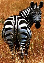 Zebra, Portland Zoo