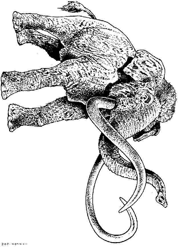 Mamuthus or Mammoth lived during the Pliocene Pleistocene period. The name Mammuthus, pronounced 'MAM-uh-thus', means 'burrower'. The North American mammoth was larger than the woolly mammoths found in northern Europe and Russia.