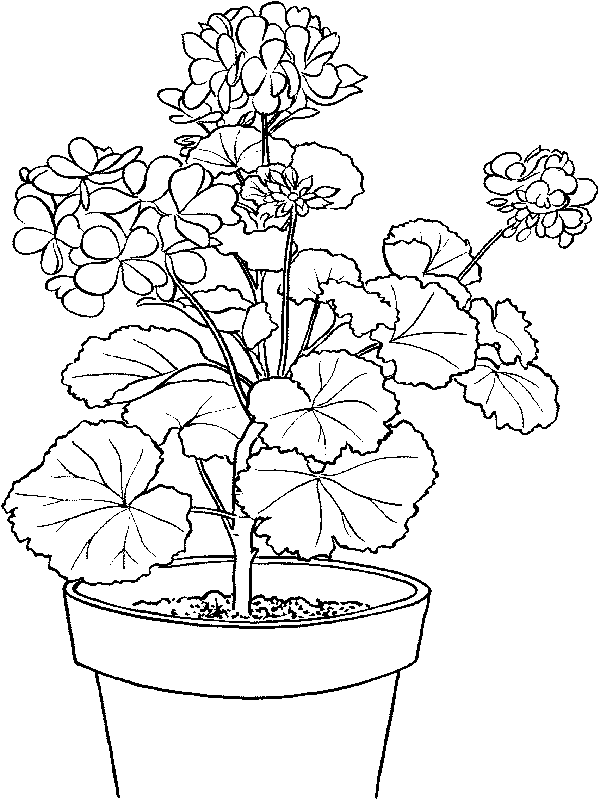 Potted Plant