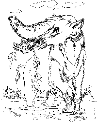 Pyrotherium