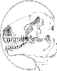 Giganotosaurus