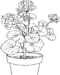 Potted Plant