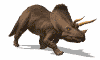 Baby Triceratops