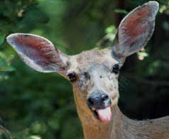 Big Basin Mule Deer