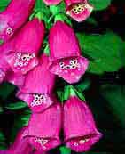 Foxglove