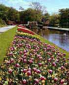 River of Flowers