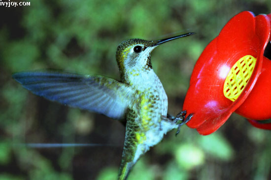 Hummingbird